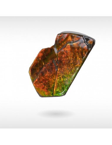 Freeform Ammolite - Handheld Venez acheter