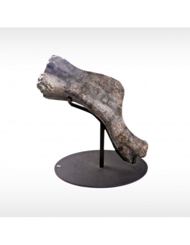 Duckbill Dinosaur Humerus Bone sur le site 