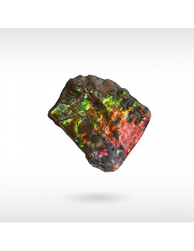 Freeform Ammolite - Handheld français