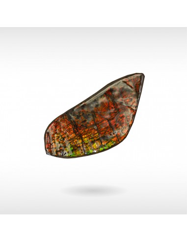 Freeform Ammolite - Handheld pas cheres