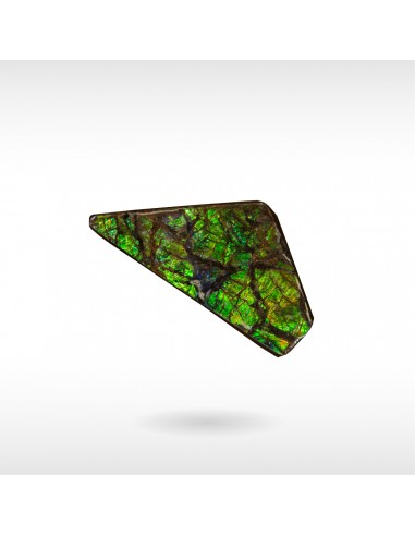 Freeform Ammolite - Handheld les ligaments